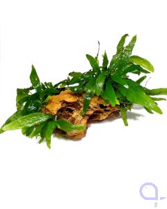 Hardscape Element - Drachenstein Javafarn - Front