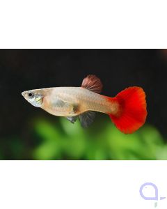Guppy Weibchen Flamingo Rot - Poecilia reticulata