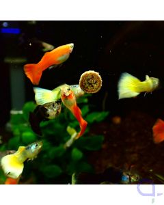Guppy Mix Deutschland - 3 Männchen - Poecilia reticulata