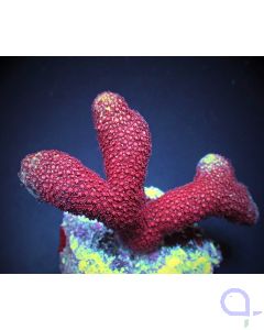 Porites sp.  - Bordeaux