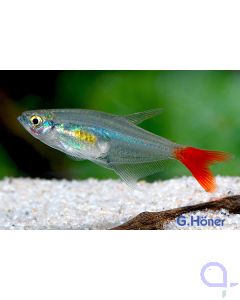 Rotflossen-Glassalmler - Prionobrama filigera