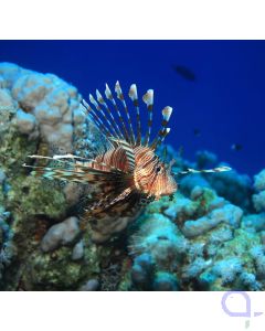 Bild Pterois volitans / miles - Rotfeuerfisch