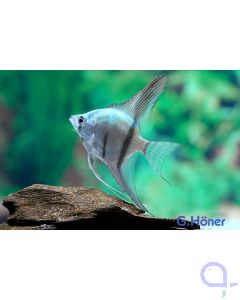 Blauer Skalar - Pterophyllum scalare