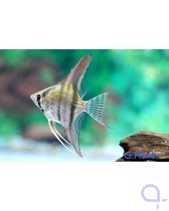 Skalar - Pterophyllum scalare - Naturform