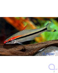 Rotstrichbarbe - Algenfresser - Denison-Barbe - Sahyadria denisonii