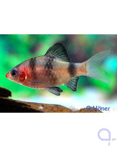 Purpurkopfbarbe - Puntius nigrofasciatus