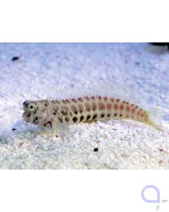 Salarias segmentatus - Segmentierter Schleimfisch