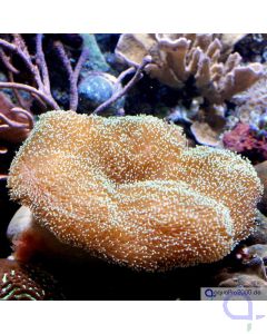 Sarcophyton ehrenbergi - Pilzlederkoralle XXL