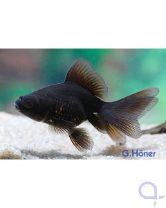 Schleierschwanz Schwarz - Carassius auratus