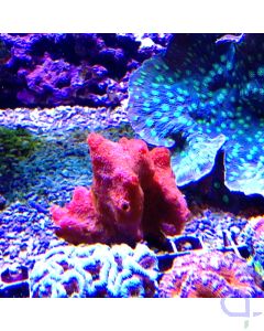 Demospongiae - Roter Schwamm