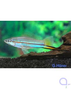 Schwertträger Grün - Xiphophorus helleri