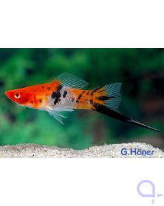 Schwertträger Koi Sanke - Xiphophorus helleri