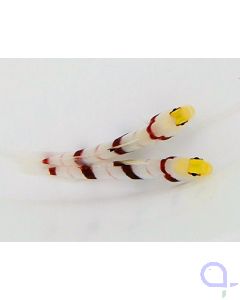 Stonogobiops dracula - Dracula-Wächtergrundel