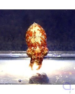 Sepia bandensis - Stumpfdorn-Sepia - Detail