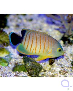 Centropyge eibli - Eibls Zwergkaiserfisch