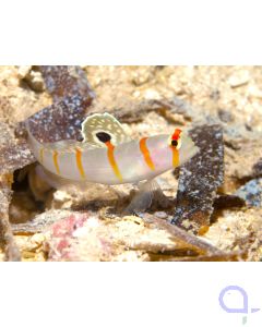 Amblyeleotris randalli - Randall´s Partner Grundel