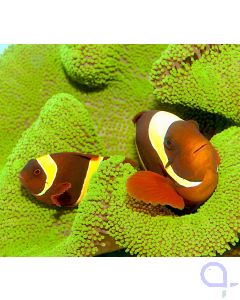 Premnas epigrammata - Gelbbinden-Samtkorallenfisch