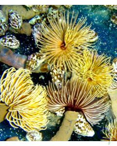 Sabellastarte spectabilis (S.indica) - Indo-Pazifischer Röhrenwurm