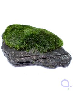 Bewachsener Slate Rock - wysiwyg