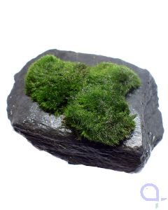 Bewachsener Slate Rock - Ansicht