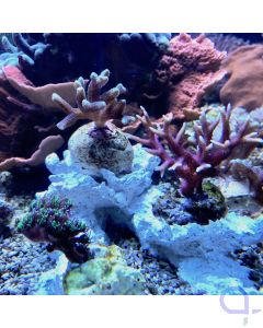 SPS 3er Spezial Korallenset - Seriatopora - Galaxea