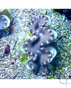 Tridacna squamosina 8-9 cm - Riesenmuschel