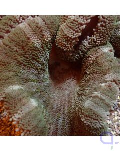 Stichodactyla haddoni - Teppichanemone