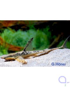 Goldbart Störwels - Sturisoma aureum