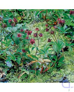 Potentilla palustris - Sumpfblutauge, Sumpf Fingerkraut