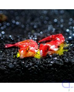 Synchiropus moyeri - Roter-Mandarinfisch 2