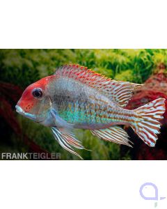 Tapajos Red Head Erdfresser- Geophagus sp.