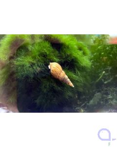 Malaiische Turmdeckelschnecke TDS  - Melanoides tuberculata
Bildrechte Frank Schenk