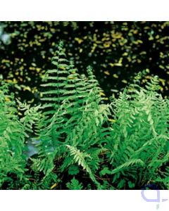 Thelypteris palustris