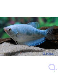 Marmorfadenfisch - Trichopodus trichopterus 