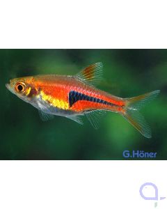 Espes Keilfleckbärbling - Trigonostigma espei