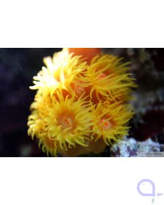 Tubastrea faulkneri Gelb