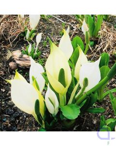Lysichiton camtschatcensis - Weisser Scheinkalla 