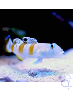 Bild1 Valenciennea wardii - Breitband-Schläfergrundel