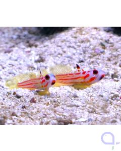 Stonogobiops yasha - Yasha Grundel