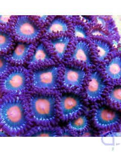 Zoanthus Orange Island