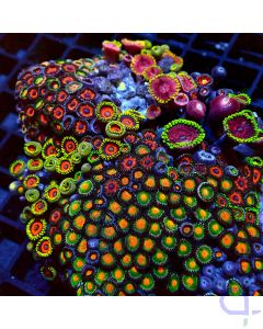 Zoanthus - Multicolor Garden - Detail