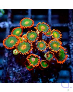 Zoanthus - Gatorate