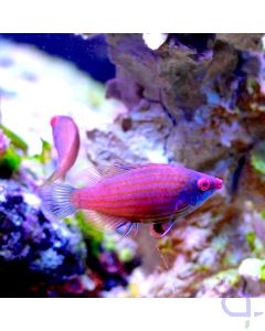 Bild 1 Pseudocheilinops ataenia - Zwerg-Lippfisch Männchen