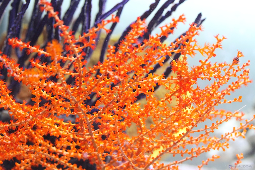 Gorgonie ohne Zooxanthellen